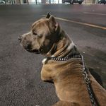 Chris Mapp - @calimapp - Instagram
