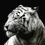 Chris_Marais - @chrismarais09 - Instagram