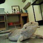 Chris Marconi - @snakeman2 - Instagram
