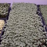 Chris Marconi - @macs_microgreens - Instagram
