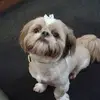 chrismarple795 - @beanbhealfeirste - TikTok
