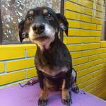Chris Lans - @chris.mascotas - Instagram
