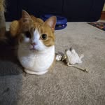 Chris Massaro - @junothedeformedkitty - Instagram