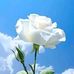 Chris Masoud - Facebook