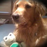 Chris Mathie - @dogandafrog - Instagram