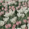 Christine.Matthäi - @wuckevwrntd - TikTok