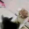 ChrisMax - @chrismax.com - TikTok