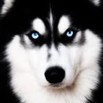 Chris Mayor - @chrismayor74 - Instagram