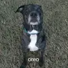 reddog - @chrismcadams63 - TikTok