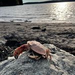 Chris McAleer - @pineslug - Instagram