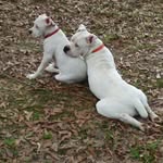Chris Mcanally - @chris.mcanally.94 - Instagram