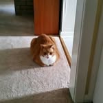 chris mcandrew - @mcadams.christophersmith - Instagram