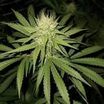 Chris Mcinturff - @3.clovers.farms - Instagram