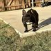 Wrinkle House Frenchies - Facebook