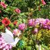 Chris Medhurst - Facebook