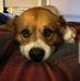 Chris Evans Melody - Facebook