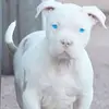 Chris Meredith - @chris.meredith98 - TikTok
