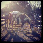 Christy Midgett - @cnmidgett - Instagram