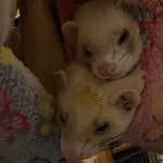 Chris Moffat - @chris_marshall_moffat - Instagram