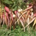 Chris Monday - @veggie_vision_farms - Instagram