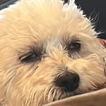 Chris Morikawa - @chrismorikawa - Instagram