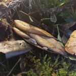 Chris Morrell - @emeraldcoastvivariums - Instagram