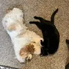 Chris Morrison - @morrison.chris - TikTok