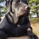 Chris Munroe - @chevman35 - Instagram