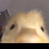 Chris natale - @chrissspam1 - TikTok