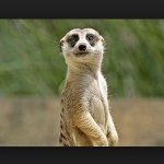 Chris Oestreich - @coachbirdie - Instagram