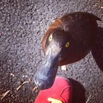 Chris Ottaway - @buddiehotep - Instagram
