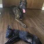 Chris Ottley - @anydog31 - Instagram