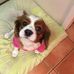 Chris Palliser Ne Pettit - Facebook