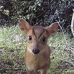 Chris Paluch - @wildlifevideoclub - Instagram