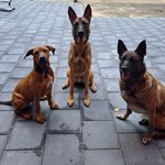 Chris Peelen - @chris_peelen - Instagram