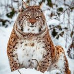 Chris Pentz - @chrispentz - Instagram