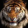 Chris Pentz - @chris.pentz - TikTok