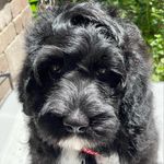 Christine Peper - @drpeperpwd - Instagram