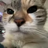 chris - @chris_pfarr - TikTok