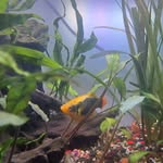 Chris Pipe - @p1fishkeeping - Instagram