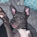 Lil Smokie Da Dog - @chris.piper.56863221 - Instagram