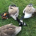 Chris Pollock - @c_pollock - Instagram