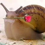 Chris Priestley - @rose_and_snail - Instagram