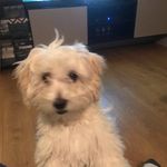 Chris Priestley - @cmpriestley - Instagram
