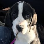 Chris Pucci - @strawman15 - Instagram