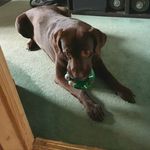 Chris Rafferty - @shinyumbreon465 - Instagram
