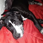 Chris & Ranger - @rego946 - Instagram