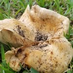 chris reedy - @mycophotog - Instagram