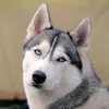 chrisreliford0 - @chrisreliford0 - TikTok