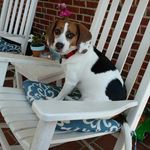 Christina Breschi Renninger - @cmbreschi8 - Instagram